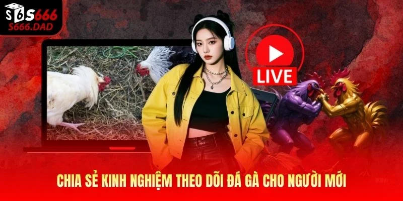 Chia sẻ kinh nghiệm theo dõi đá gà cho người mới Chia sẻ kinh nghiệm theo dõi đá gà cho người mới
